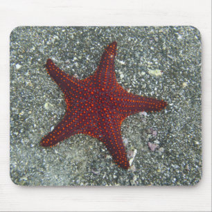 Mousepad Uma estrela do mar vermelha Galápagos, Equador