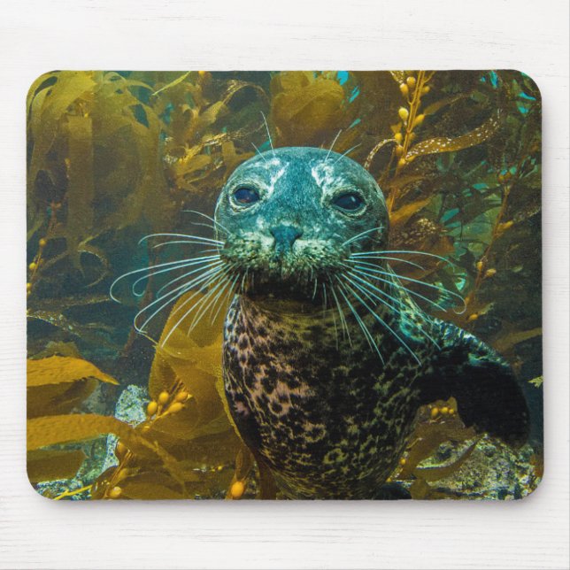 Mousepad Uma floresta curiosa | Santa Barbara da alga do (Frente)