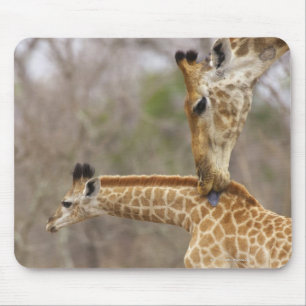 Mousepad Uma opinião lateral um girafa que lambe seus