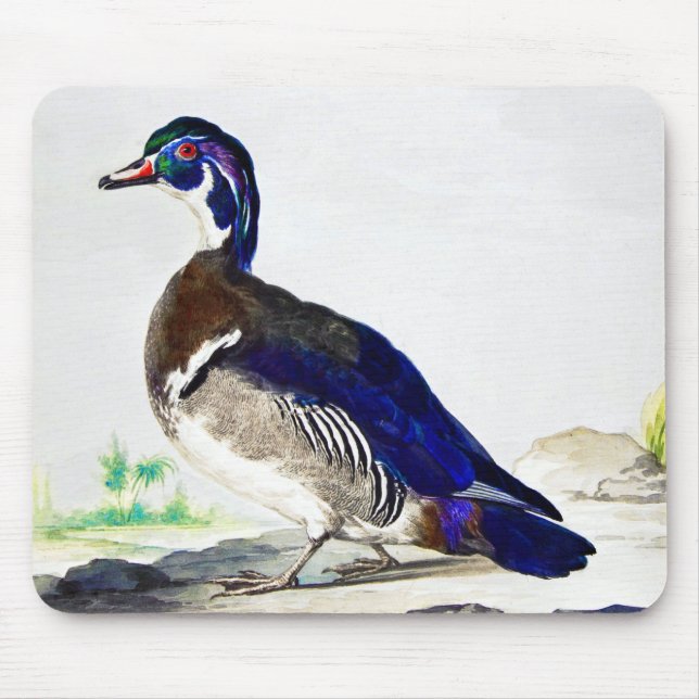 Mousepad Uma pintura de pato por Aert Schouman (Frente)