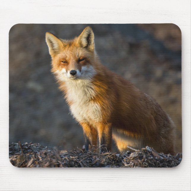 Mousepad Uma Raposa Gelada (Frente)