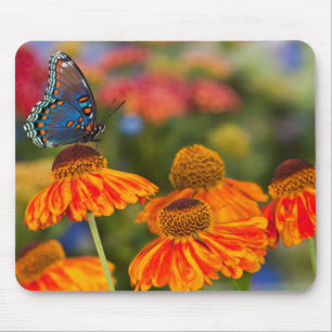 Mousepad Uma Spicebush Swallowtail, Papilio troilus
