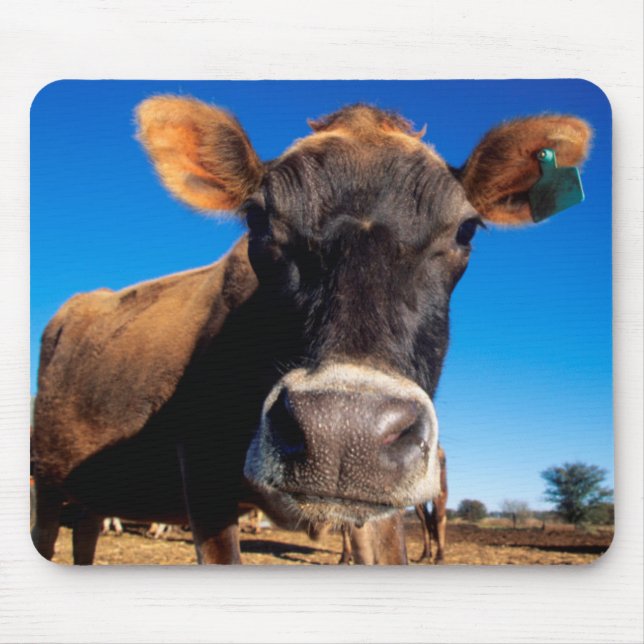 Mousepad Uma vaca Jersey curiosa (Frente)