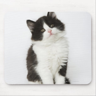 Mousepad Uma vista de assento do gatinho novo na câmera