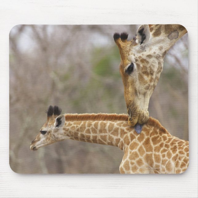 Mousepad Uma vista lateral de uma Girafa lambendo a sua jov (Frente)