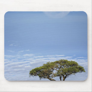 Mousepad Umbrella Thorn Acacia, Acacia tortilis e