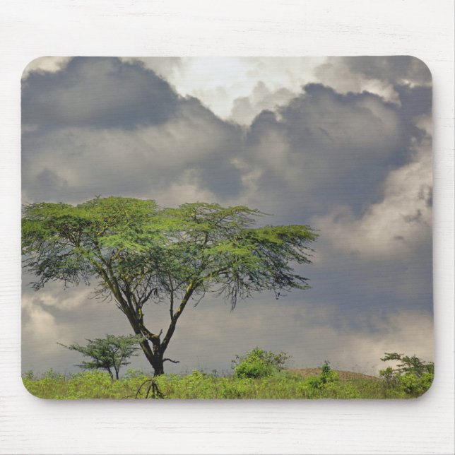Mousepad Umbrella Thorn Acacia, Acacia tortilis e 2 (Frente)