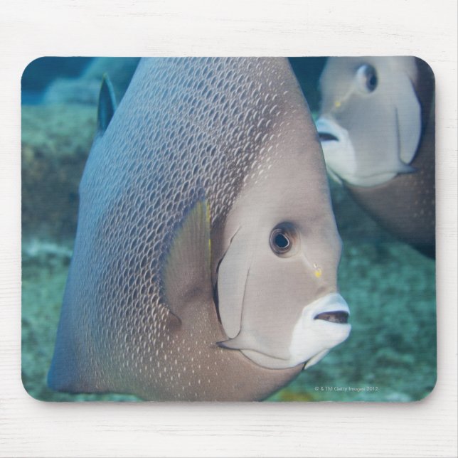 Mousepad Underwater Life, FISH: um par de peixes-cordeiro C (Frente)