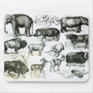 Mousepad Ungulata ou animais Hoofed