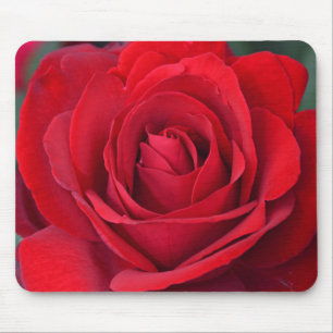 Mousepad Única rosa vermelha na flor completa