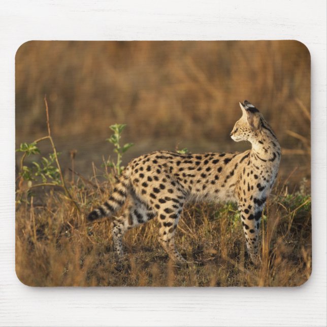 Mousepad Upper Mara, Reserva de Caça Masai Mara, Quênia, (Frente)