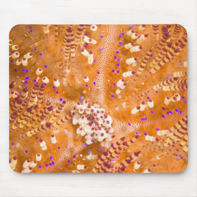 Mousepad Urchin Tóxico (Asthenosoma Varium) (Frente)