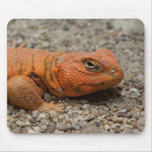 Mousepad Uromastyx geyri