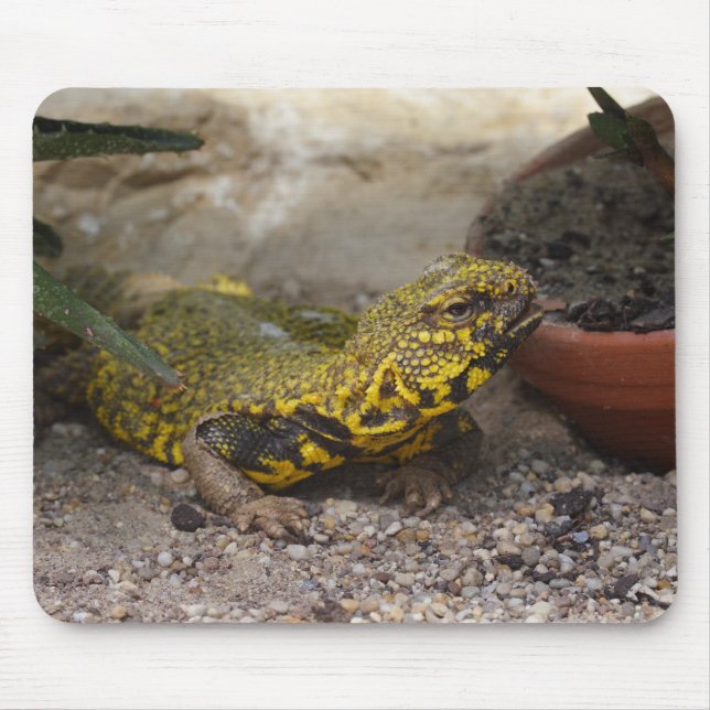 Mousepad Uromastyx geyri (Frente)