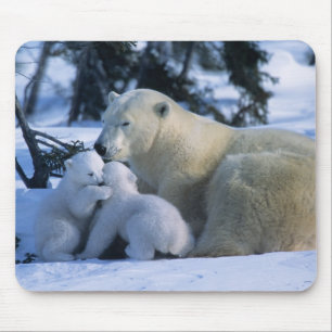 Mousepad Ursa Polar Fêmea Deitada com 2 Filhotes