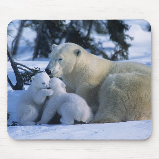 Mousepad Ursa Polar Fêmea Deitada com 2 Filhotes (Frente)