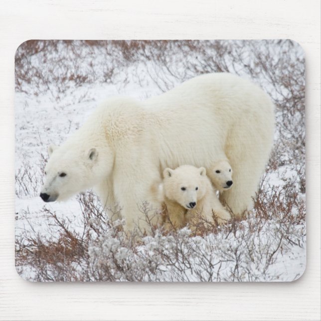 Mousepad Ursas polares fêmea e dois filhotes (Frente)