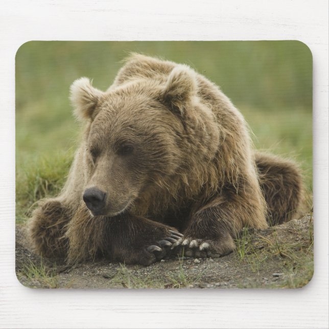 Mousepad Urso castanho ou Urso Cinzeiro Costeiro, Urso (Frente)