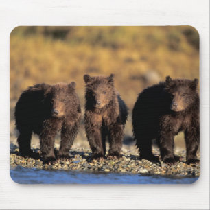 Mousepad Urso cinzento, urso marrom, filhotes, Katmai Nacio