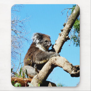 Mousepad Urso De Koala Australiano Em Árvore De Pinheiro An