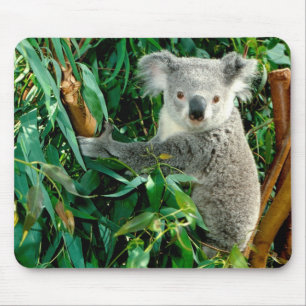 Mousepad Urso de Koala bonito