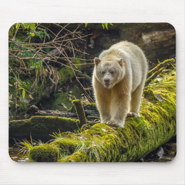 Mousepad Urso Espírito Branco | Colúmbia Britânica, Canadá (Frente)