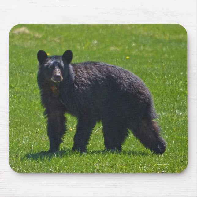 Mousepad Urso Negro Selvagem e Foto de Vida Selvagem de Gra (Frente)