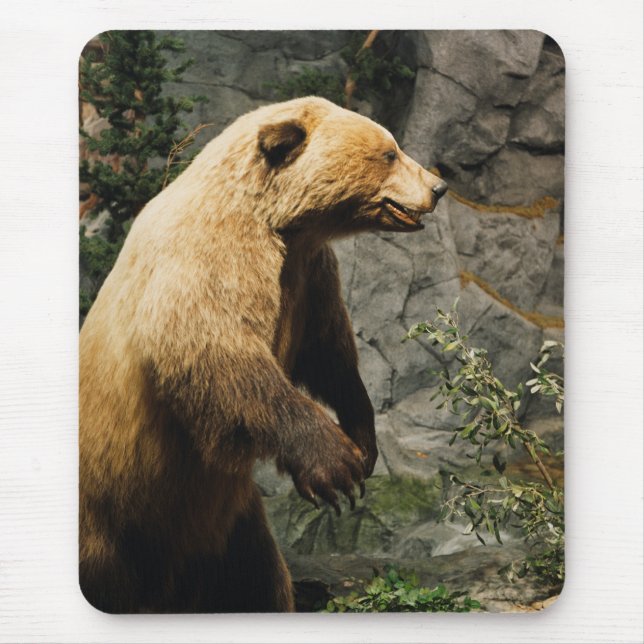 Mousepad Urso Ordenado (Frente)