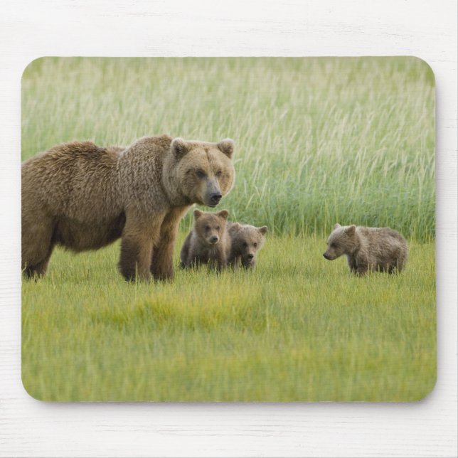 Mousepad Urso Pardo do Alasca Fêmea e três Filhotes, Ursus (Frente)