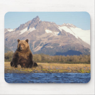 Mousepad urso pardo, Ursus arctos, urso cinzento, Ursus