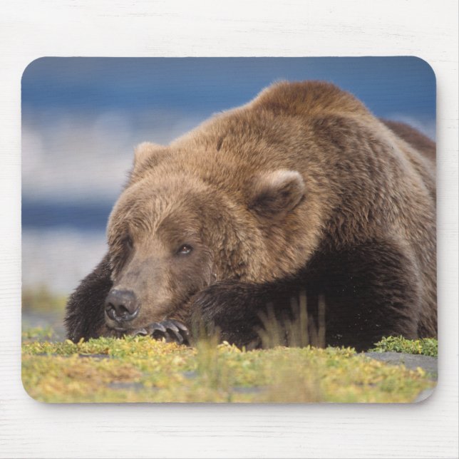 Mousepad urso pardo, Ursus arctos, urso cinzento, Ursus 8 (Frente)