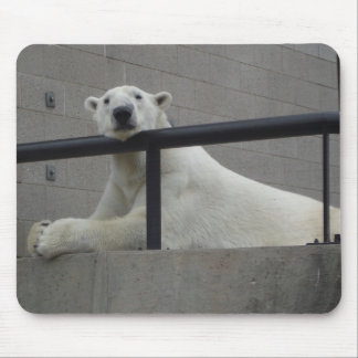 Mousepad Urso polar