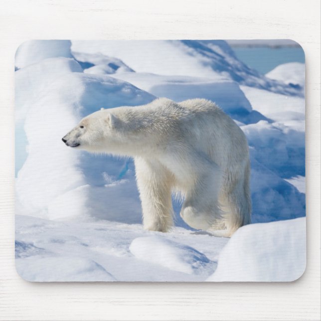 Mousepad Urso Polar Jovem Masculino (Frente)