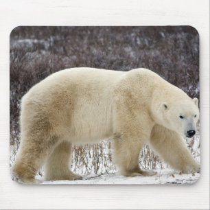 Mousepad Urso Polar Ursus maritimus) em Churchill