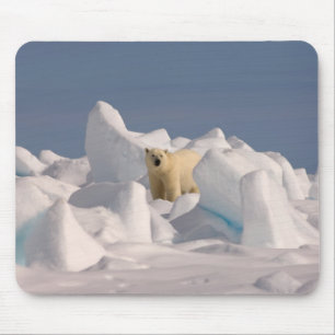 Mousepad urso polar, Ursus maritimus, no gelo áspero