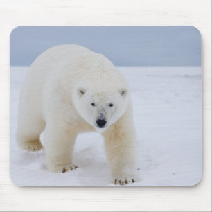 Mousepad urso polar, Ursus maritimus, no gelo e neve,
