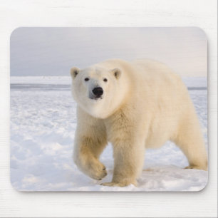 Mousepad urso polar, Ursus maritimus, no gelo e neve, 2