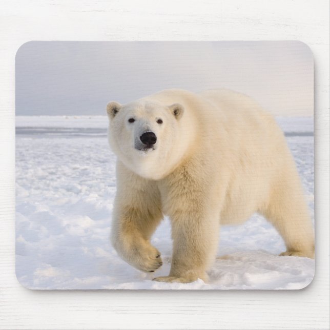Mousepad urso polar, Ursus maritimus, no gelo e neve, 2 (Frente)