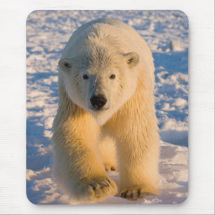 Mousepad urso polar, Ursus maritimus, urso polar no gelo