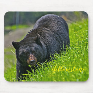 Mousepad Urso preto de Almofada-Yellowstone do rato