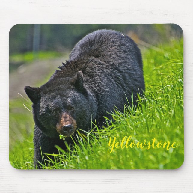 Mousepad Urso preto de Almofada-Yellowstone do rato (Frente)