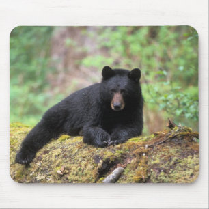 Mousepad Urso preto em um tronco de crescimento antigo na