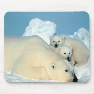 Mousepad Ursos polares