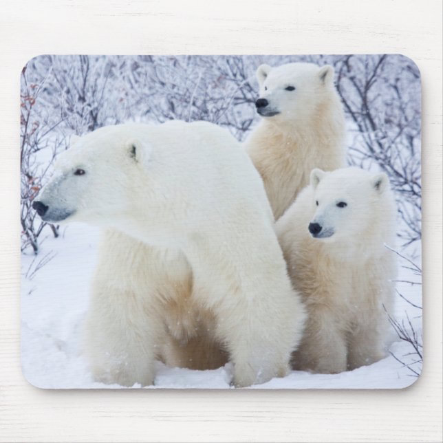 Mousepad Ursos polares e dois filhotes (Frente)
