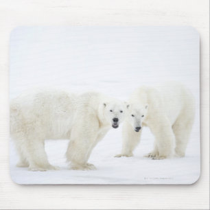 Mousepad Ursos polares que estão na neve após ter jogado