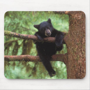 Mousepad Ursus americanus, filhote de uma árvore