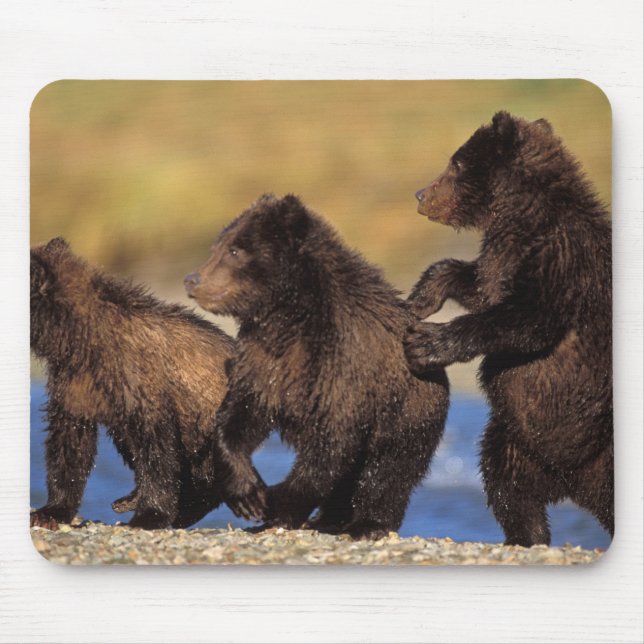 Mousepad Ursus arctos, urso-pardo, Ursus (Frente)