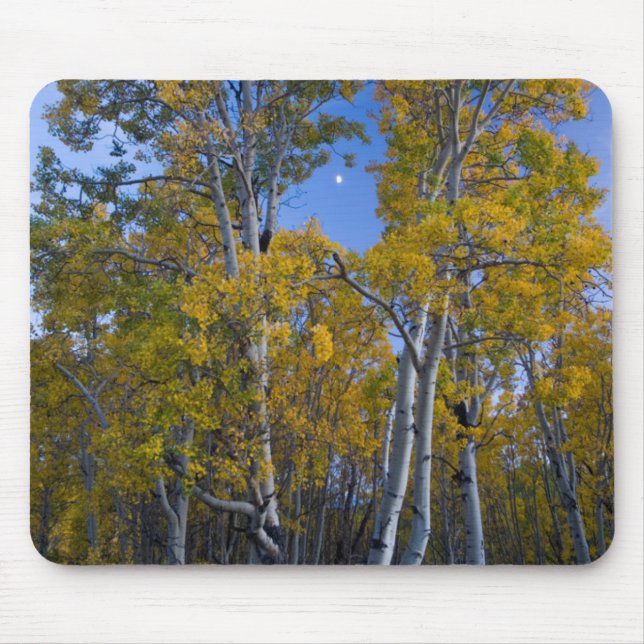 Mousepad Utah. EUA. Árvores de Aspen e Lua ao Crepúsculo (Frente)