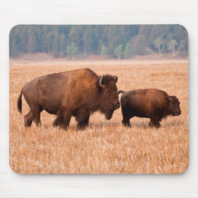 Mousepad Vaca E Vitelo Americano Bison (Bison Bison) (Frente)