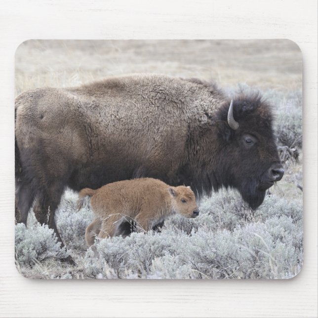 Mousepad Vaca e Vitelo Bison, Yellowstone (Frente)